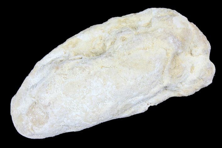 Cretaceous Fish Coprolite (Fossil Poop) - Kansas #93786